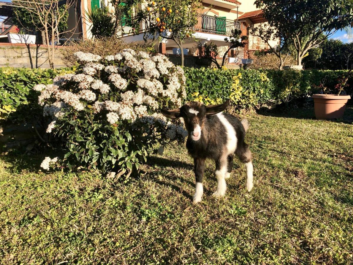 B&B Annetta Ercolano Exterior foto